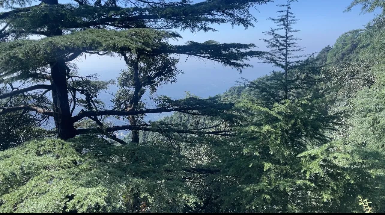 Ten things to know before visiting Mcleodganj image 3