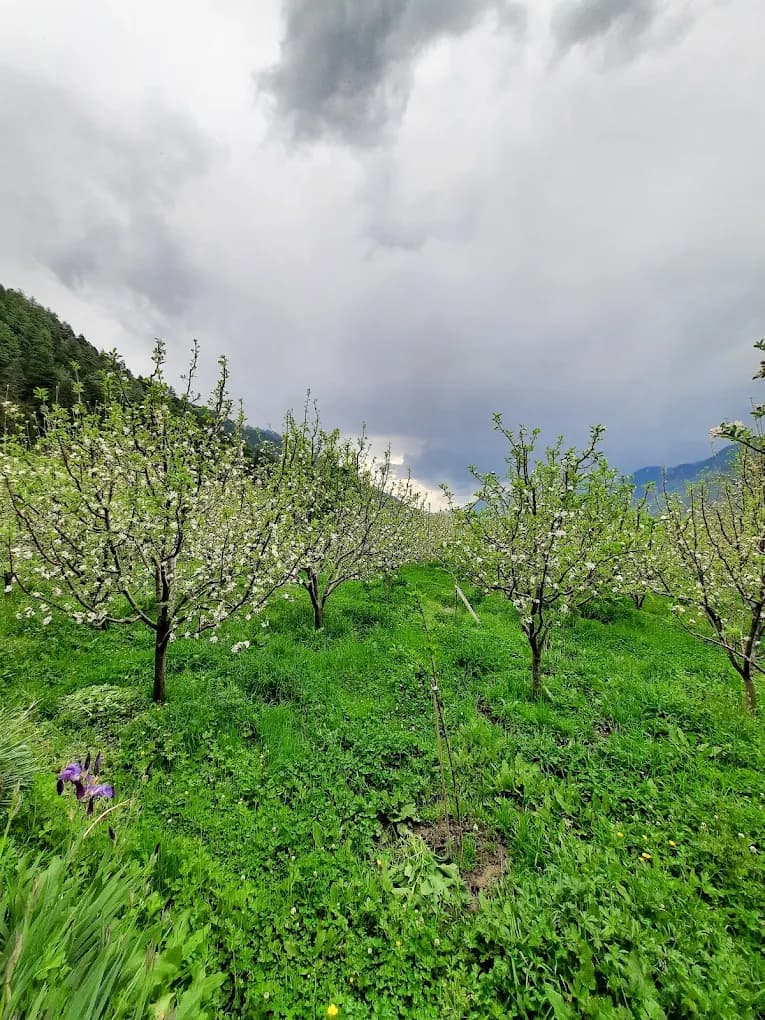 opportunity carousal item